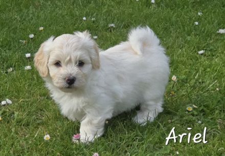 Thomio's Havanese