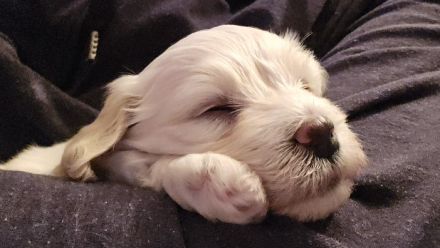 Thomio's Havanese