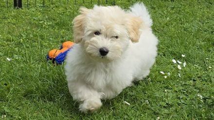 Thomio's Havanese