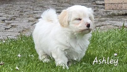 Thomio's Havanese