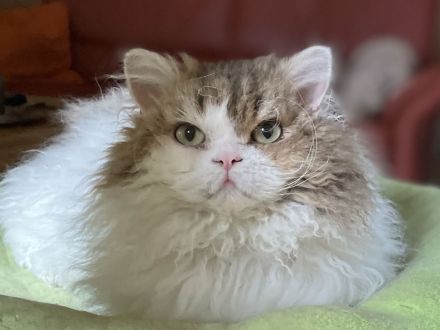 BKH kastriert , lockig u. glatthaar