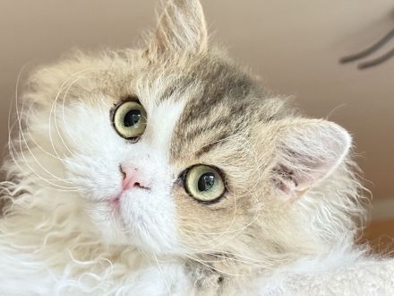 BKH kastriert , lockig u. glatthaar