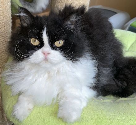 BKH kastriert , lockig u. glatthaar