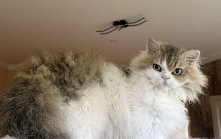 BKH kastriert , lockig u. glatthaar