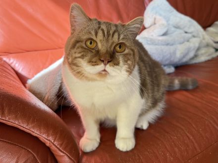 BKH kastriert , lockig u. glatthaar