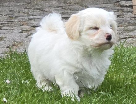 Havaneser Welpen  mit Ahnentafel, 1 Mädel und ein Bub