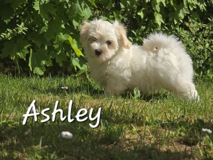 Havaneser Welpen  mit Ahnentafel, 1 Mädel und ein Bub