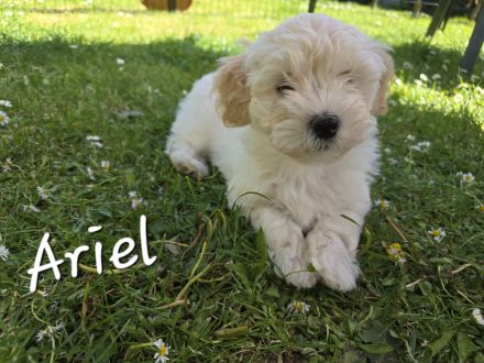 Havaneser Welpen  mit Ahnentafel, 1 Mädel und ein Bub