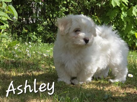Havaneser Welpen  mit Ahnentafel, 1 Mädel und ein Bub