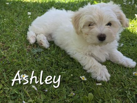 Havaneser Welpen  mit Ahnentafel, 1 Mädel und ein Bub