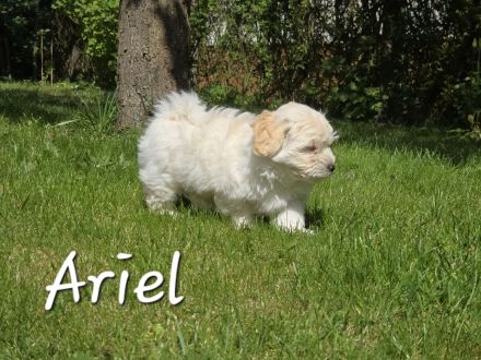 Havaneser Welpen  mit Ahnentafel, 1 Mädel und ein Bub