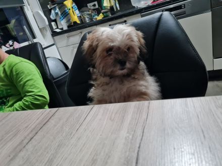 Boloka Zwetna Hündin 6 Monate