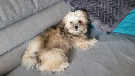 Boloka Zwetna Hündin 6 Monate