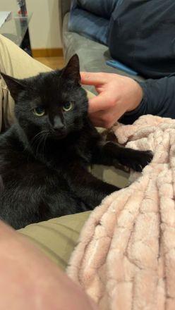 Zwei EKH Katzen + Zubehör