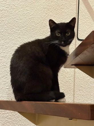 Zwei EKH Katzen + Zubehör