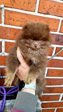 Pomeranian mit Ahnentafel in Lilac, Blue und Choco Tan