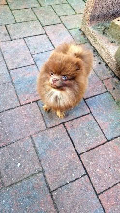 Pomeranian mit Ahnentafel in Lilac, Blue und Choco Tan