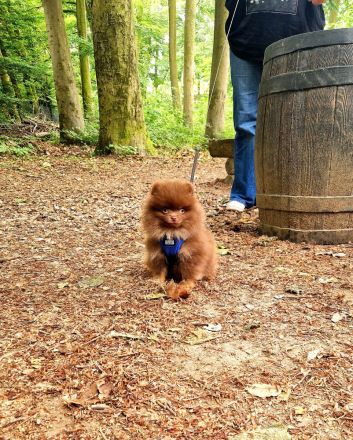 Pomeranian mit Ahnentafel in Lilac, Blue und Choco Tan