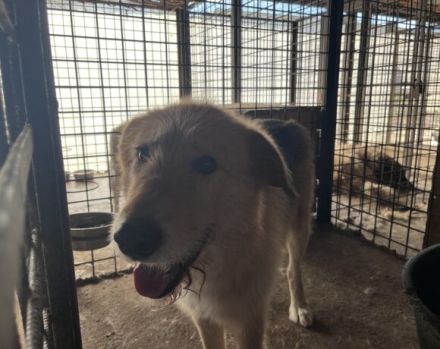 Obi Wan sucht sein Zuhause!