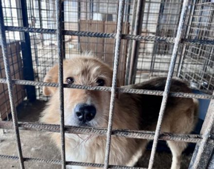 Obi Wan sucht sein Zuhause!