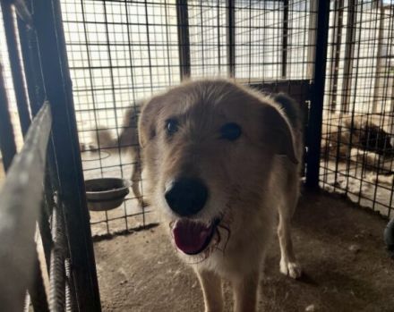 Obi Wan sucht sein Zuhause!