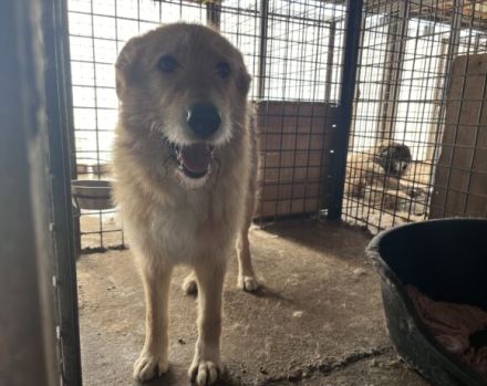 Obi Wan sucht sein Zuhause!