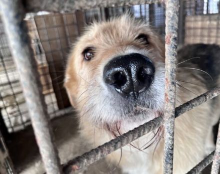 Obi Wan sucht sein Zuhause!