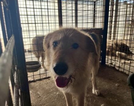 Obi Wan sucht sein Zuhause!