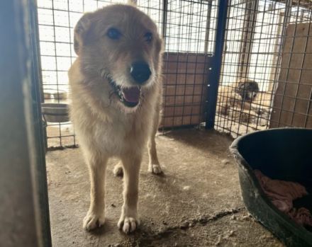 Obi Wan sucht sein Zuhause!