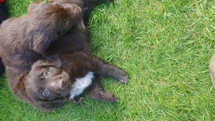 Reinrassige Deutsch Langhaar Welpen