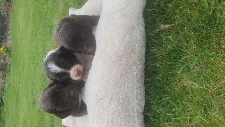 Reinrassige Deutsch Langhaar Welpen