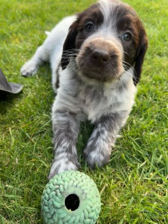 Reinrassige Deutsch Langhaar Welpen