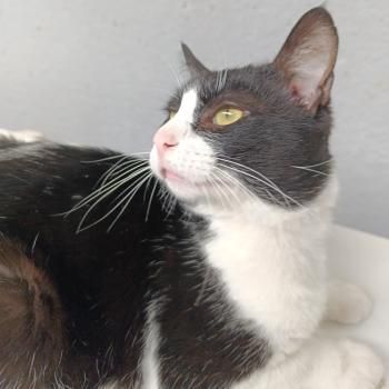 Brocoli, FelV positiv, Einzelprinz