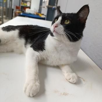 Brocoli, FelV positiv, Einzelprinz