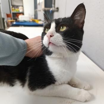 Brocoli, FelV positiv, Einzelprinz