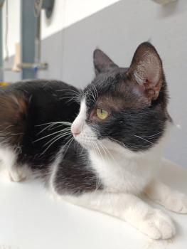 Brocoli, FelV positiv, Einzelprinz