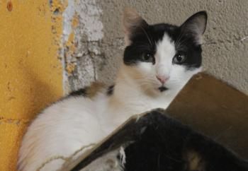 Rasputina, Einzelprinzessin