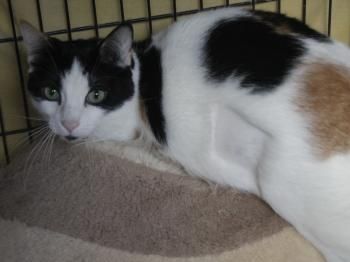 Rasputina, Einzelprinzessin