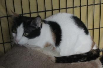 Rasputina, Einzelprinzessin