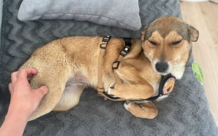 Der zuckersüße Ettje sucht ein tolles Zuhause