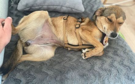 Der zuckersüße Ettje sucht ein tolles Zuhause