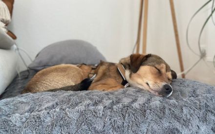 Der zuckersüße Ettje sucht ein tolles Zuhause