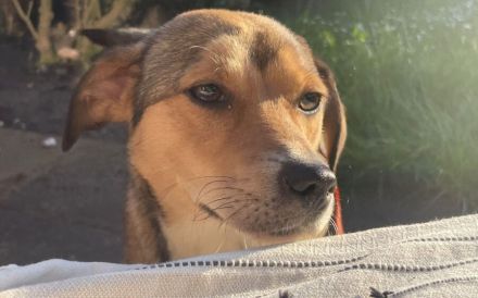 Der zuckersüße Ettje sucht ein tolles Zuhause