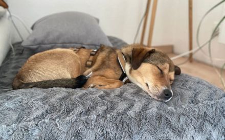 Der zuckersüße Ettje sucht ein tolles Zuhause