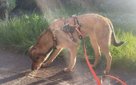 Der zuckersüße Ettje sucht ein tolles Zuhause
