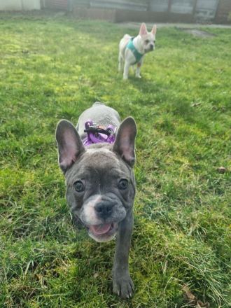 Reinrassig Französische Bulldogge