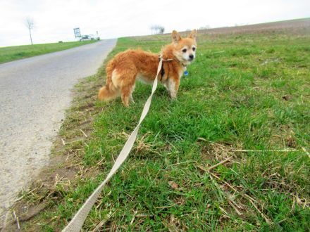 Hundeomi sucht Alterswohnsitz