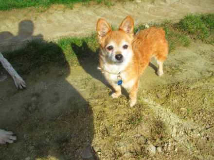 Hundeomi sucht Alterswohnsitz