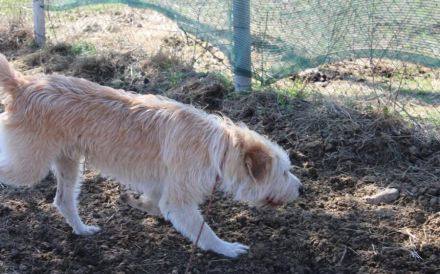 Der freundliche Micky sucht sein Glück