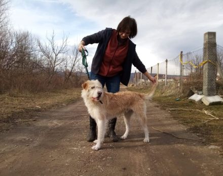 Der freundliche Micky sucht sein Glück